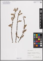 Foto von Salix cinerea L.